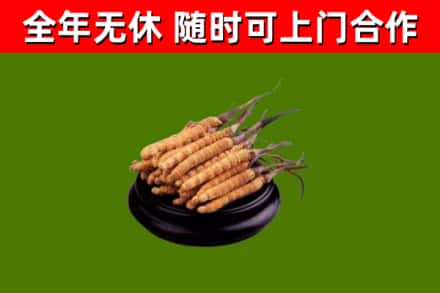 三亚回收散虫草
