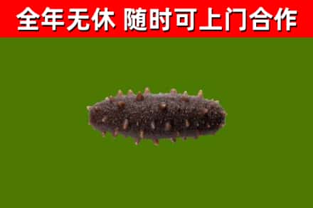 三亚回收海参干